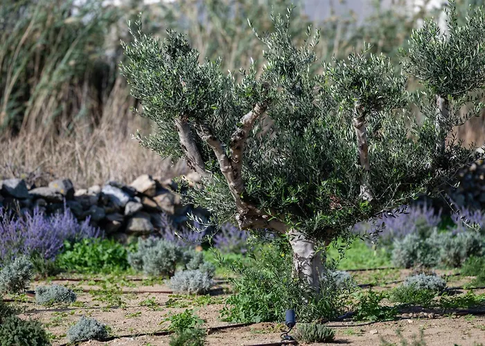 Casa Di Nikolas Naxos * Πλάκα