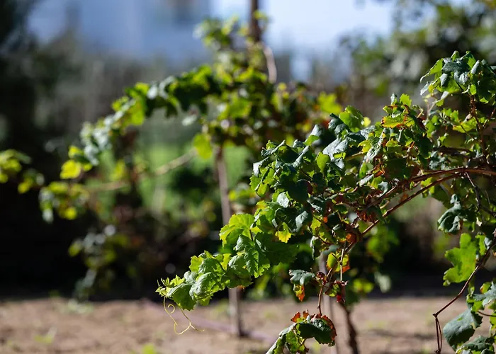 Casa Di Nikolas Naxos * Πλάκα